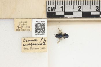 Media type: image;   Entomology 790632 Aspect: Labels